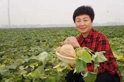 河南农村网红农人小瑞,田间地头绽放的田园风采