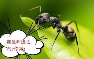 蚂蚁吃瓜的图片搞笑,笑料横生，萌态十足！