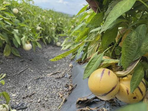 树上的果瓜吃吗,美味还是禁忌？揭秘自然馈赠的食用之谜