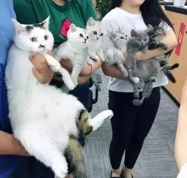 明星们捡猫,明星们温馨捡猫瞬间