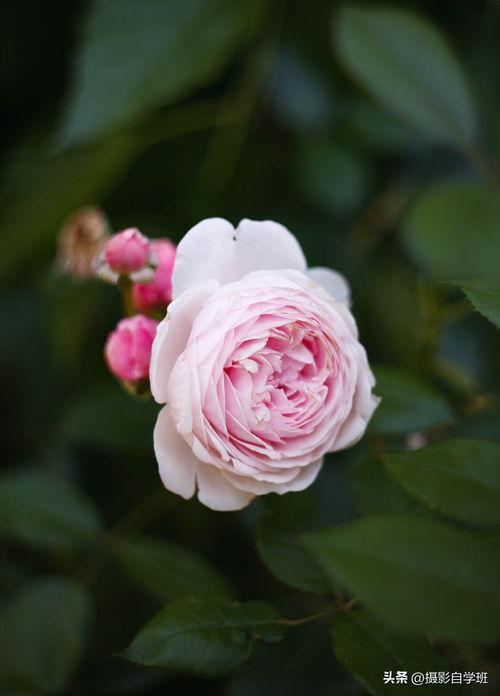 头条拍摄花图片要求,头条摄影大赛花海瞬间精选