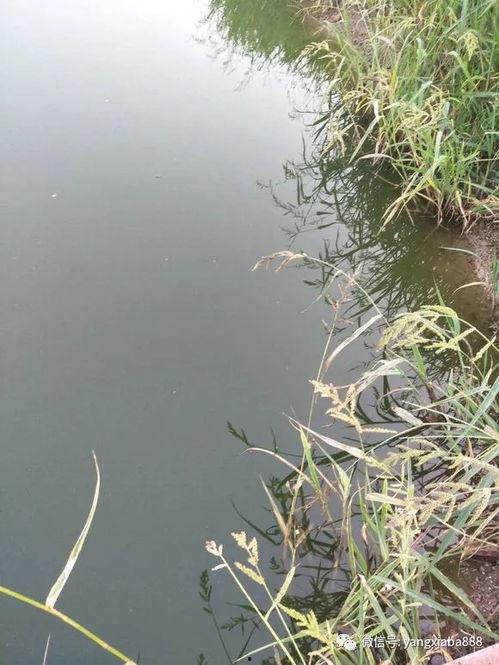 外塘养虾多长时间看料筐,料筐观察下的生长周期解析