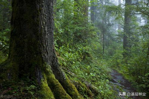 头条原始森林怎么拍摄